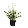Deko-Orchidee Oncidie Dancing Queen In Weiß-grün 1 Deko-Orchidee Oncidie Dancing Queen In Weiß-grün -Einrichtungsgeschäft creativ green deko orchidee oncidie dancing queen in weiss grun